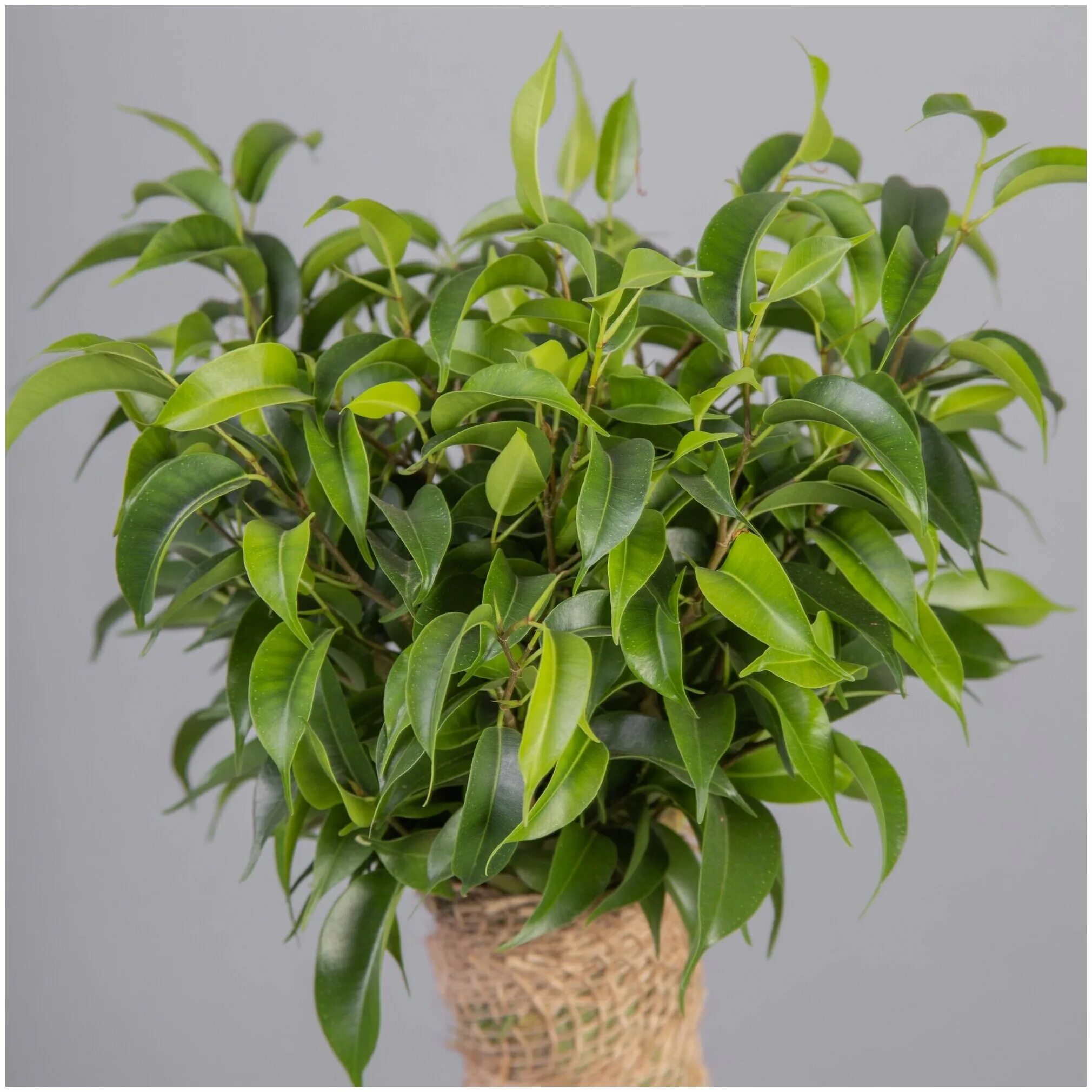 фикус грин кинки. грин кинки. фикус benja. грин кинки. фикус кинки зеленый.