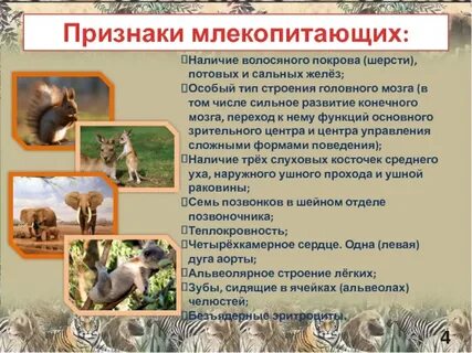 Наличие волосяного покрова у млекопитающих