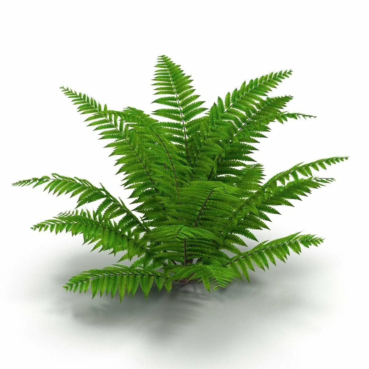 Папоротник орляк обыкновенный. Циботиум папоротник. Папоротник сизый. Папоротник полиподиум. Папоротник щитовник.