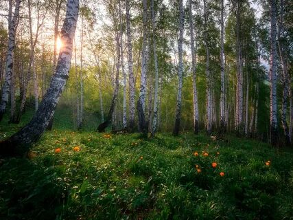 Свет березовых рощ