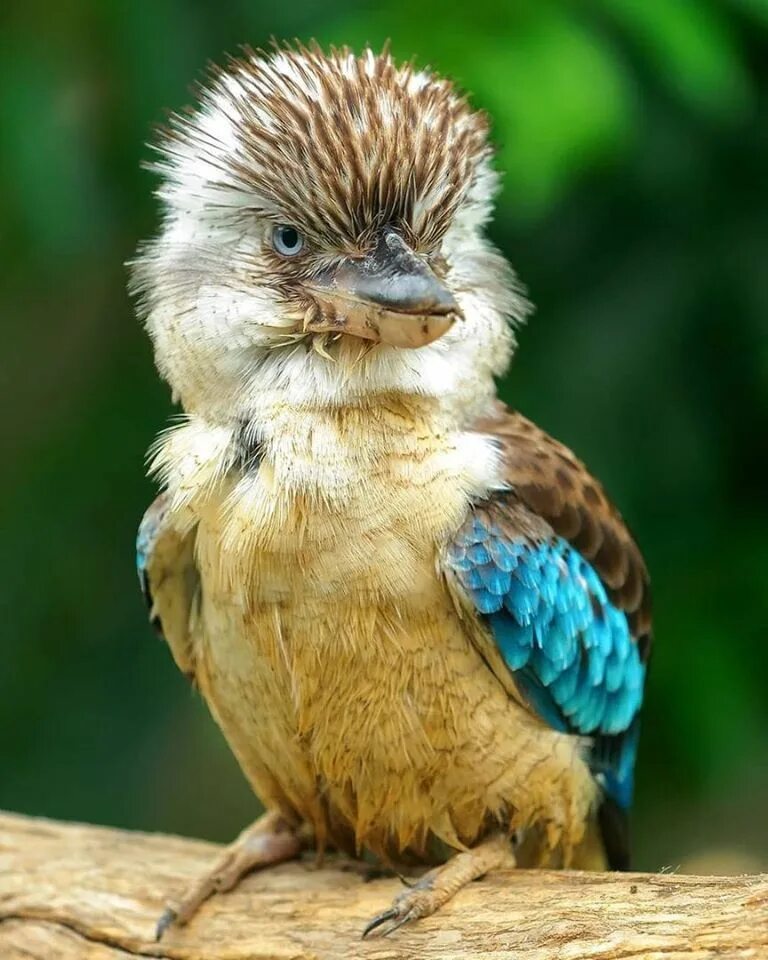 Австралийская кукабарра. Австралийская кукабарра. Кукабара гигантский зимородок. Аруанская кукабара. Хохочущая австралийская птица.