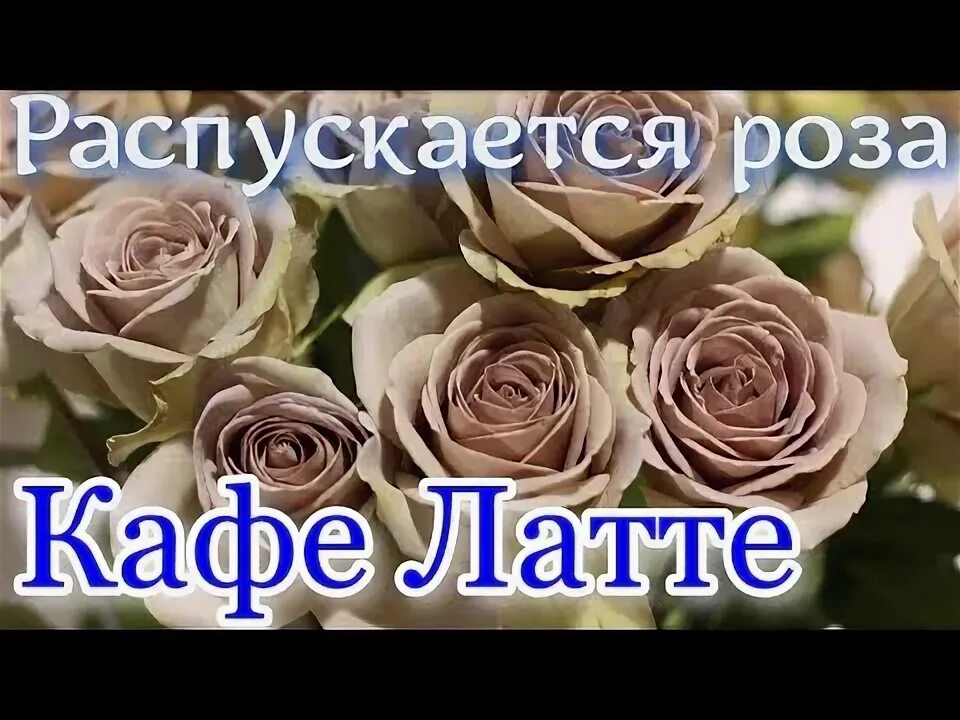 Галерея - Latte Art - Энциклопедия роз