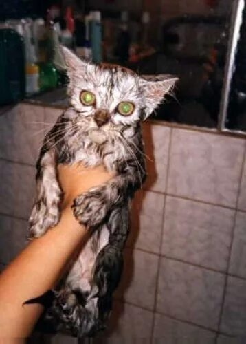 Мокрая киска с разговорами. Мокрая кошка. Мокрая кошка фото. Фото девушки мокрые киски. Пришли мне фото своей мокрой киски.