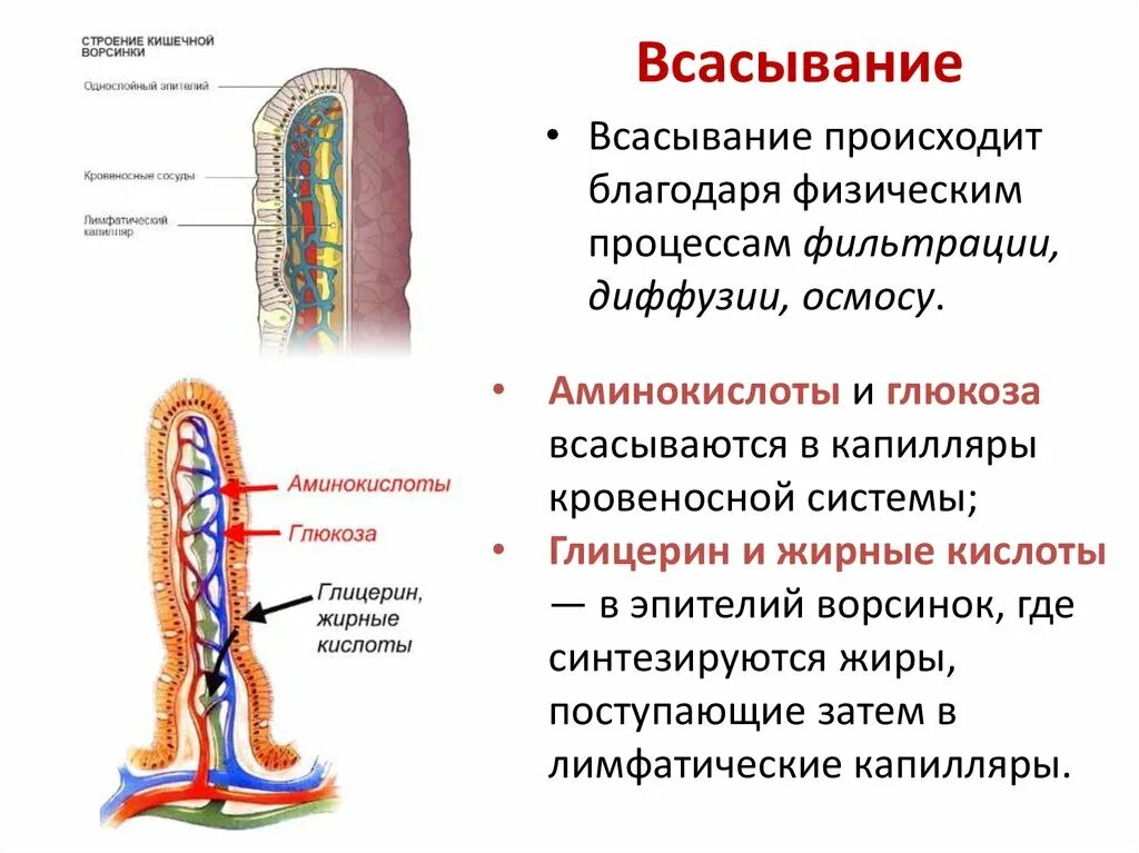 Строение ворсинки всасывание. Процесс всасывания питательных веществ. Биология 8 класс всасывание питательных веществ в кровь. Процесс всасывания питательных веществ в тонком кишечнике. Какие вещества всасываются через ворсинки тонкого кишечника