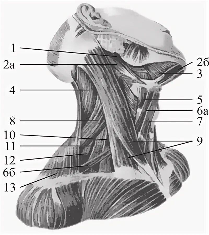 Мышцы шеи анатомический рисунок. Мышцы шеи синельников. Мышцы головы и шеи анатомия рисунок. Лопаточно-подъязычная мышца экорше. Мышцы шеи анатомия схема.