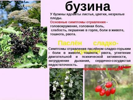Бузина красная ядовитая или нет