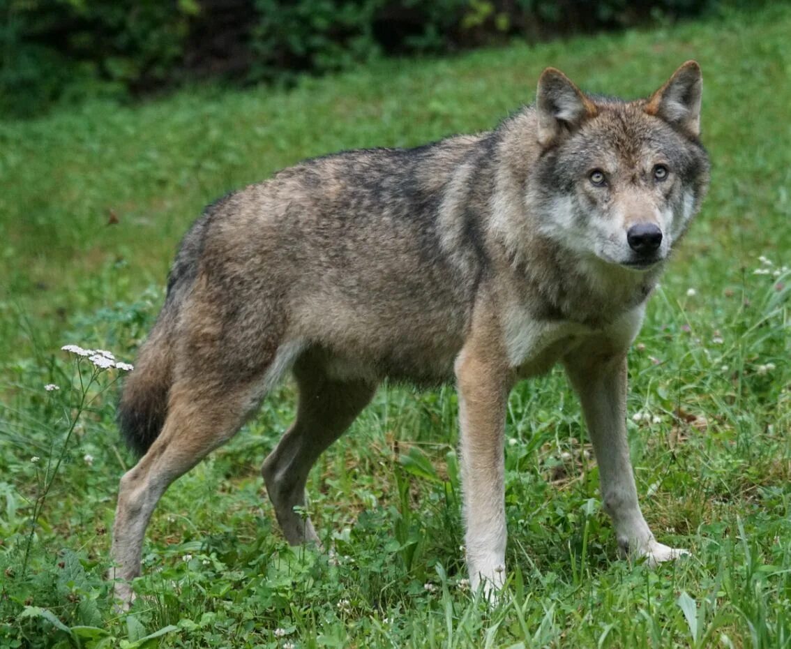 Серый волк дома. Волк серый обыкновенный. Крымский Степной волк. Волк картинка. Русый волк.