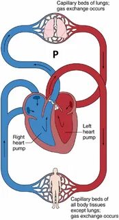 Heart pump