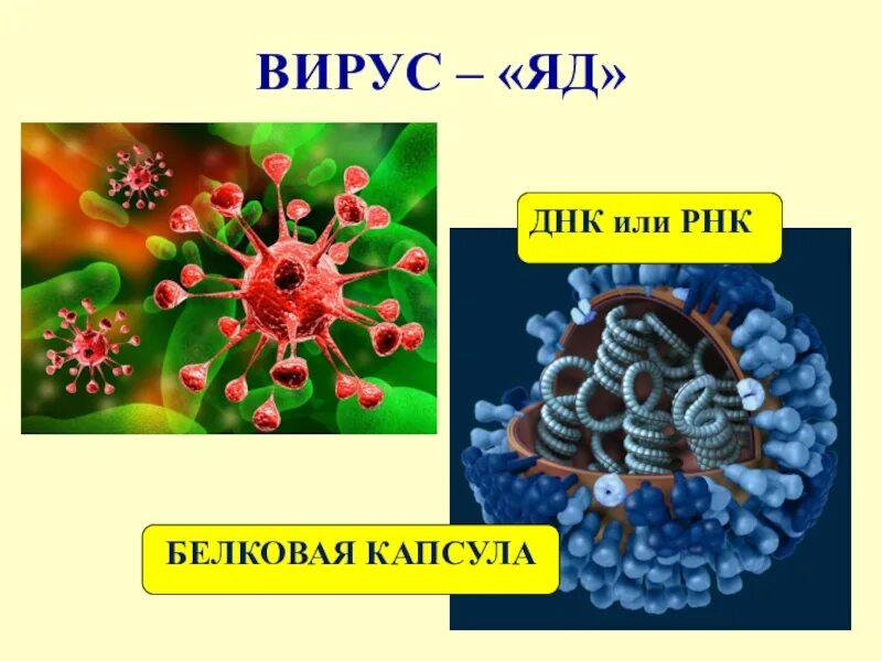 Представители вирусов 5 класс биология. Вирусы по биологии. Вирусы презентация. Биология тема вирусы. Вирусы по биологии 5 класс.