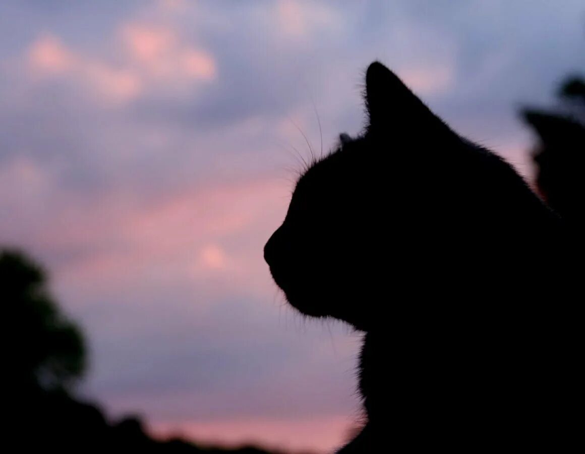 Котенок котэ в темноте
