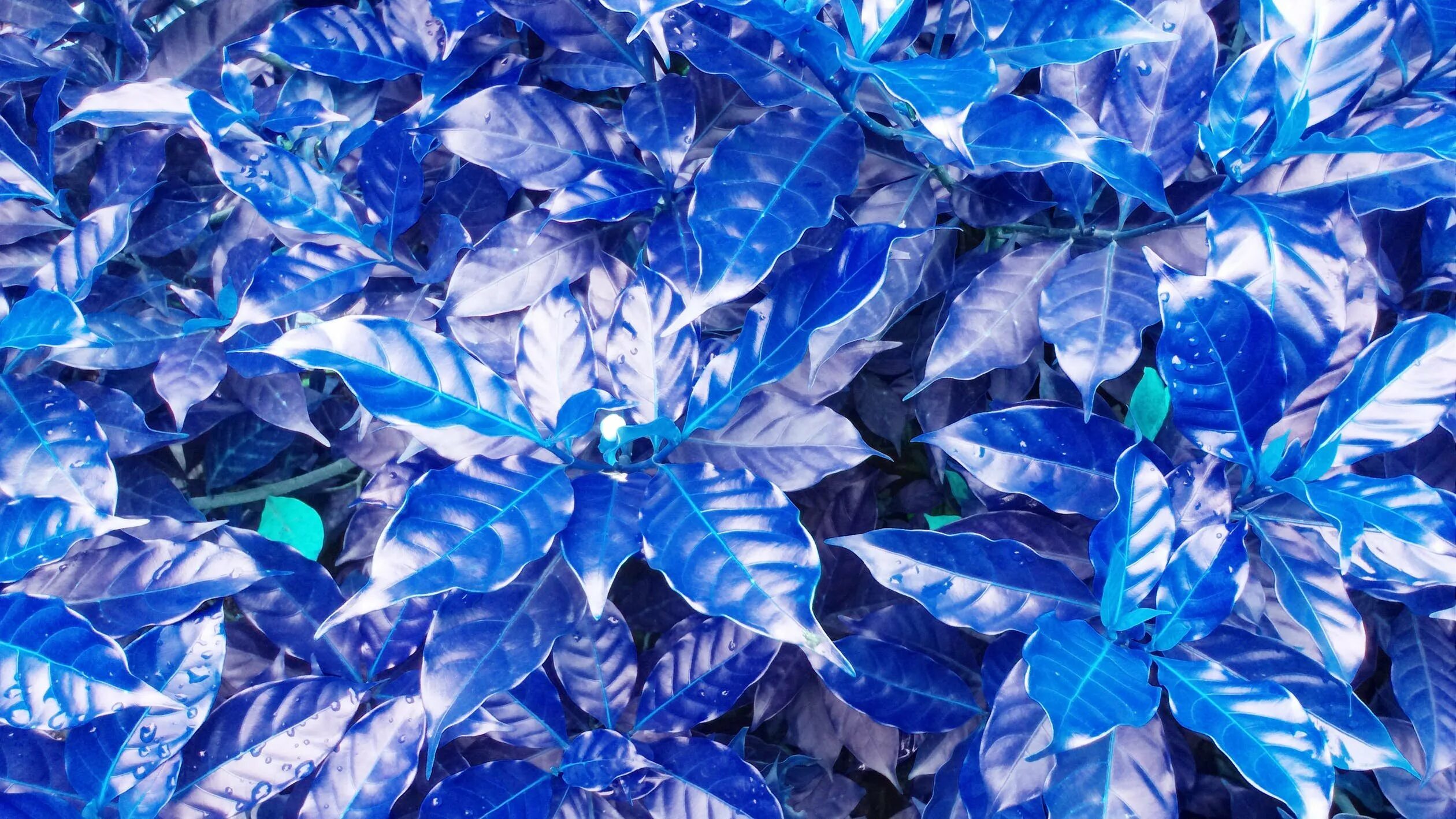 Синие осенние листья. Голубой лист. растения с синими листьями. синяя листва. синие листья.