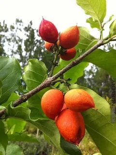 Butter fruit