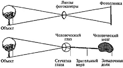 Как видит человеческий глаз