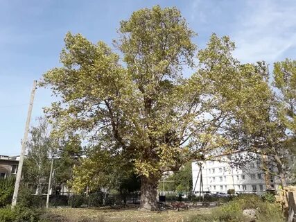 Нии платан фрязино что делает