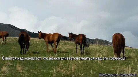 Над конем