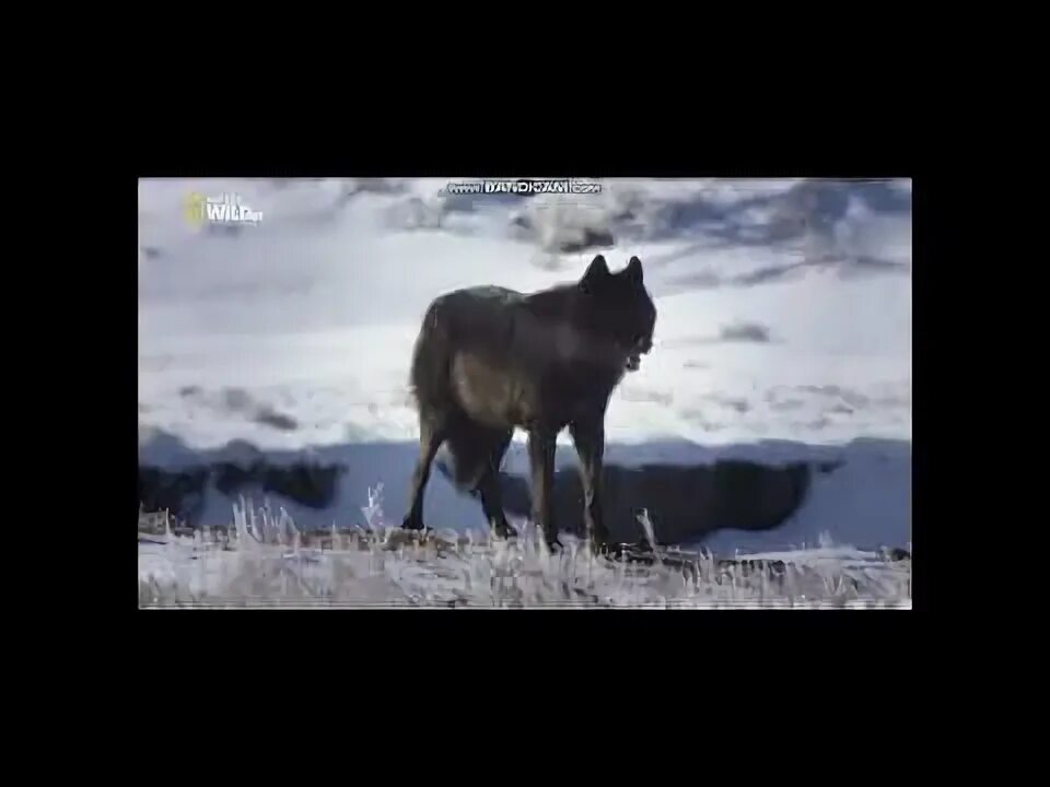 Волчья судьба песня. Руслан добрый tural everest волки. Волчья стая песня. Волчья судьба песня. Влад порфиров.