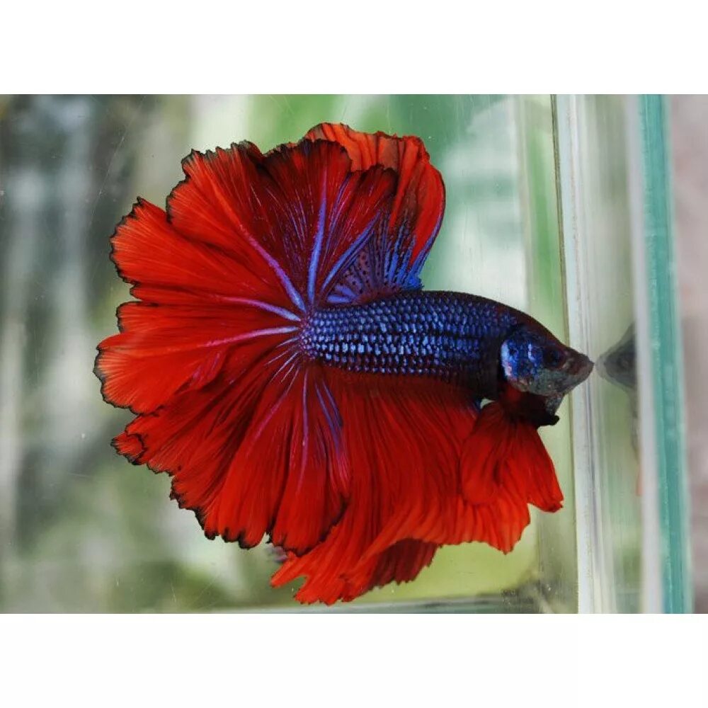 Петушок Халф Мун черно-синий призрак самец (betta splendens halfmoon black blue 
