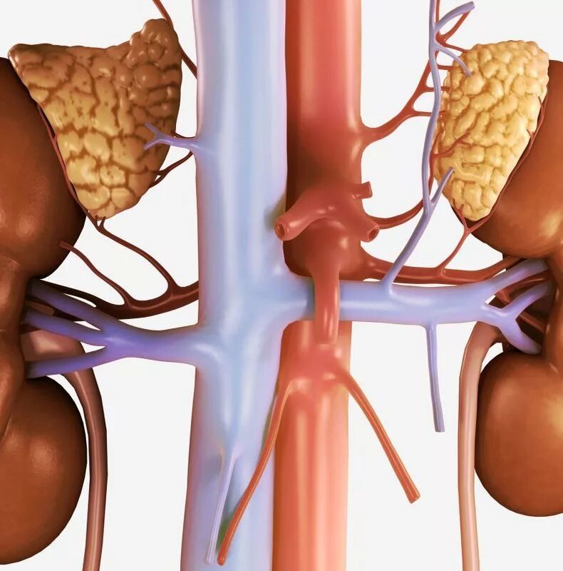 Аденома надпочечника у мужчин что это. Истощение надпочечников. Истощенные надпочечники.