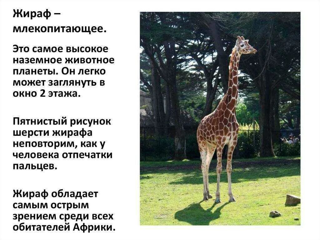 Рассказ про жирафа. Рассказ про жирафа для детей 1. Жираф красная книга краткое описание. Доклад о жирафе.