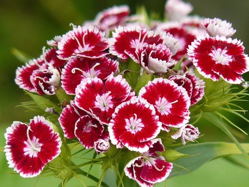 Диантус, гвоздика (турецкая). Гвоздика бородатая - Dianthus barbatus. Dianthus barbatus l. гвоздика бородатая. Гвоздика турецкая Голландия. Гвоздика турецкая в открытый грунт