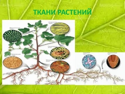 Какие виды растительных тканей выделяют