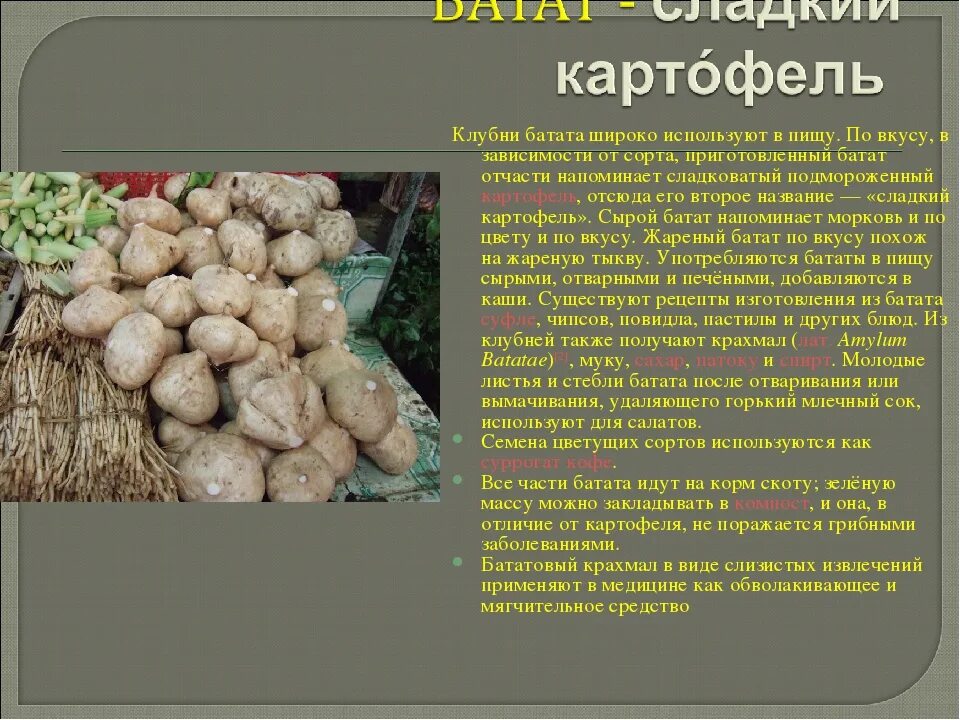 Полезные свойства батата. Батат презентация. клубень картофеля и клубень батата. батат полезные свойства. батат польза для здоровья.