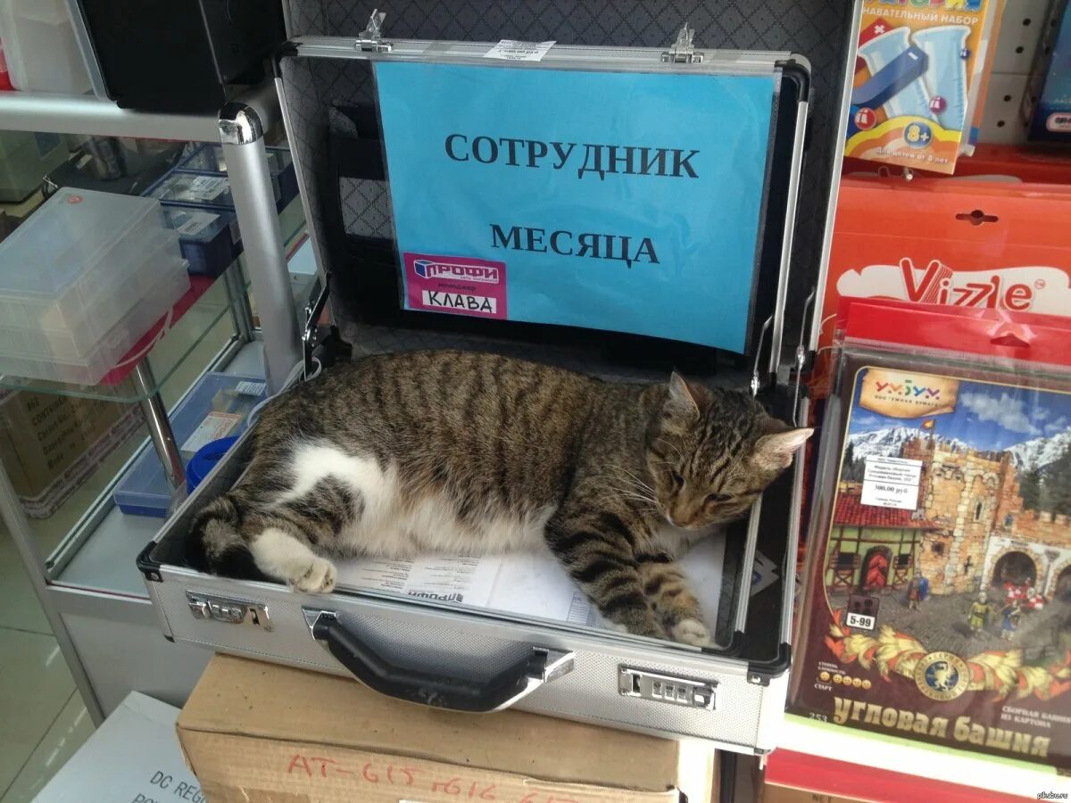 Лучший кот месяца