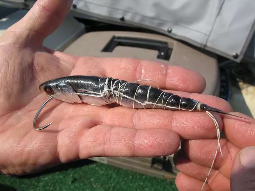 qqqwjf.sturgeon bait , Off 63%,shorin-ryu.net