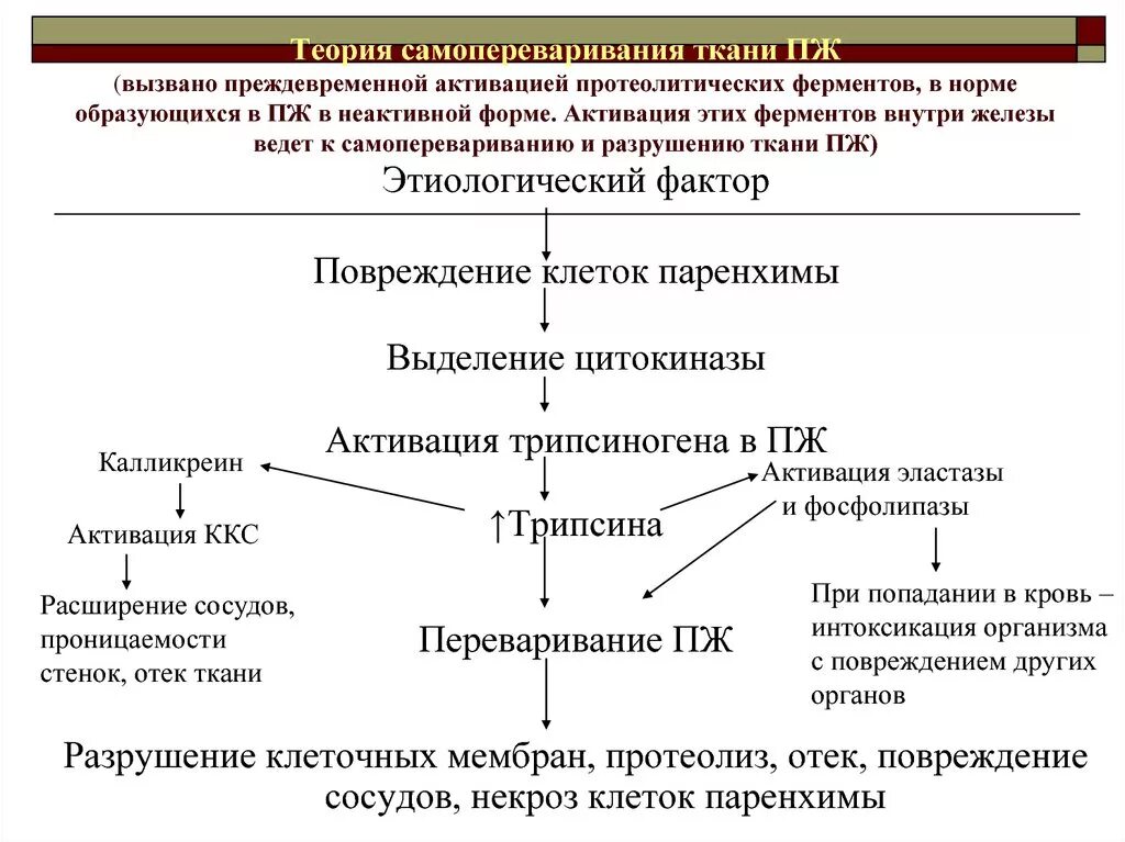 Активация ферментов поджелудочной железы. Механизм активации ферментов поджелудочной железы схема. Поджелудочная железа клетки ферменты. Активизация ферментов поджелудочной железы.