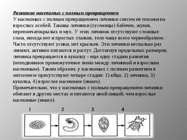 Личинка похожа на взрослую особь. Развитие при котором личинки насекомых обычно. Развитие при котором имеется стадия личинки называется. Развитие при котором личинки насекомых обычно похожи на взрослых. Личинки которые не похожи на взрослых особей.