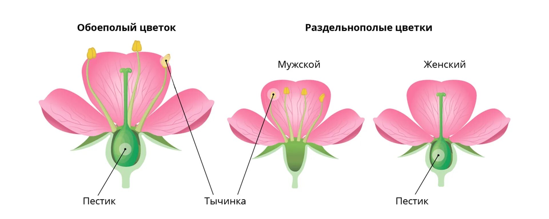 Цветки имеющие как тычинки так и пестики. Обоеполые и раздельнополые цветки. цветки обоеполые и раздельнополые 6 класс биология. типы цветков обоеполые и раздельнополые. тычиночные и пестичные цветки.
