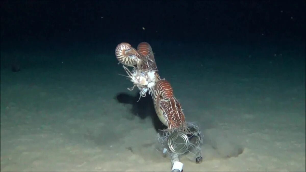 К элоизе наутилус. Allonautilus scrobiculatus. наутилус помпилиус моллюск раковина. nautilus macromphalus. nautilus belauensis.