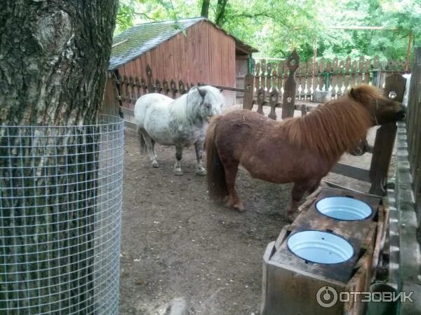 Додо живая природа. Парк живой природы новороссийск. парк живой природы додо новороссийск. парк живой природы убых новороссийск. зоопарк додо фото.