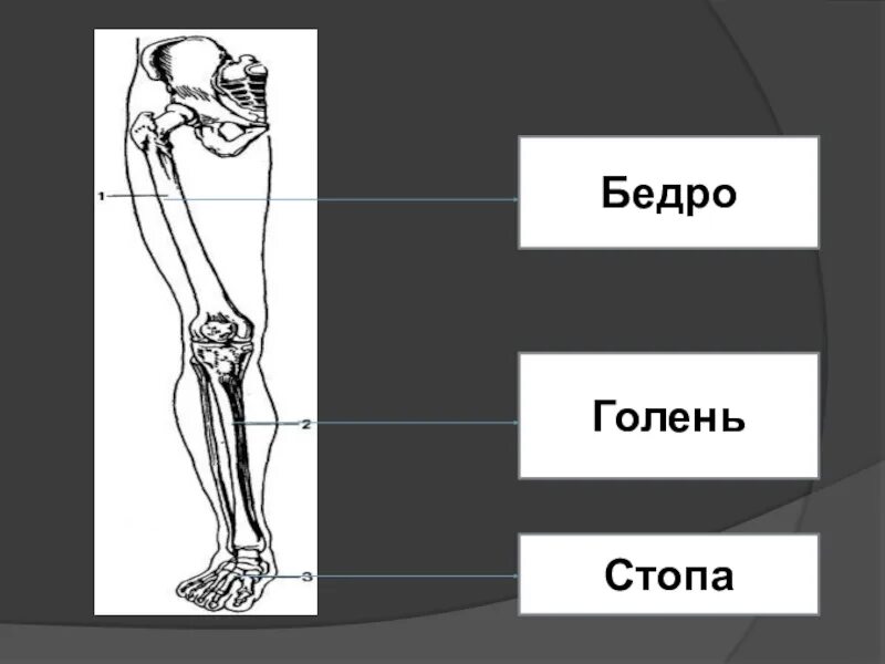 Строение человека бедро голень. Нога человека строение бедро голень. Строение бедра человека. Строение голени человека. Запястье голень и позвоночник