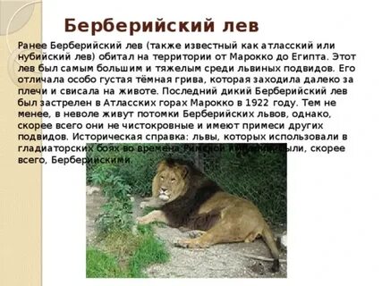 Левый обычно