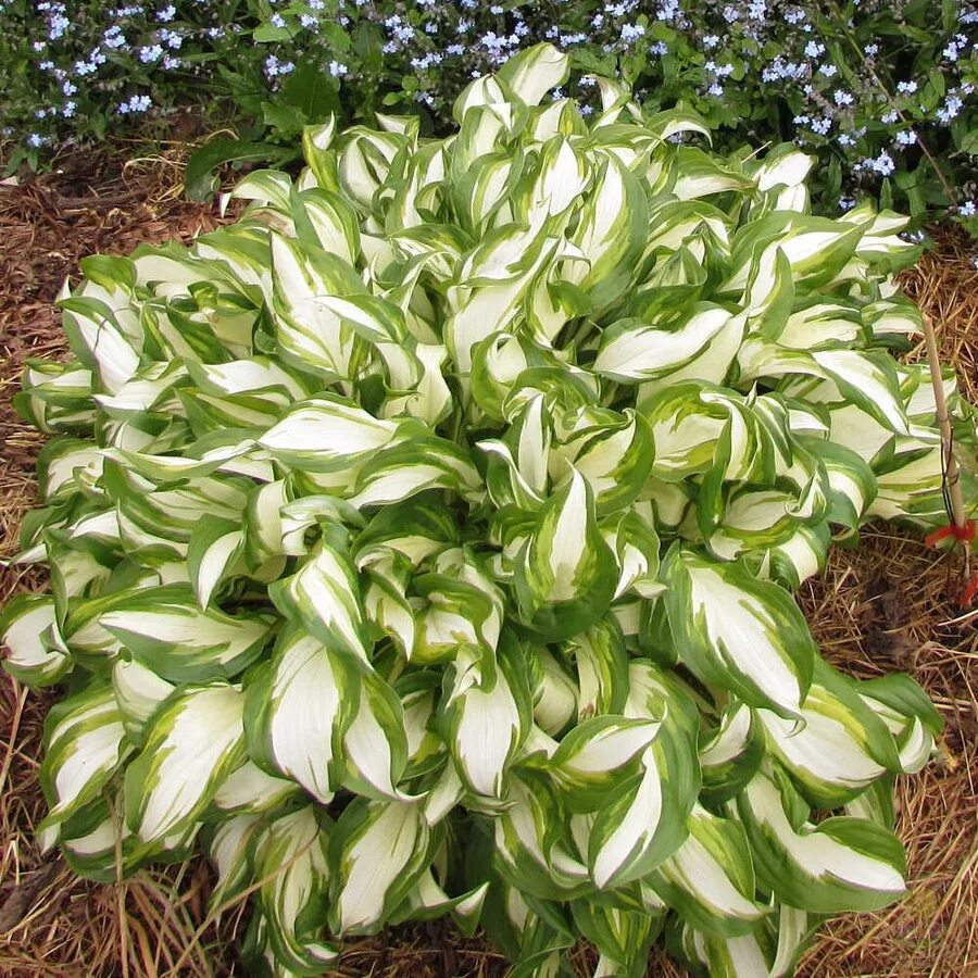 Хоста твист сперминт. Хоста ланцетолистная. Хоста (hosta hadspen blue). Хоста волнистая mediovariegata. Хоста корневище.