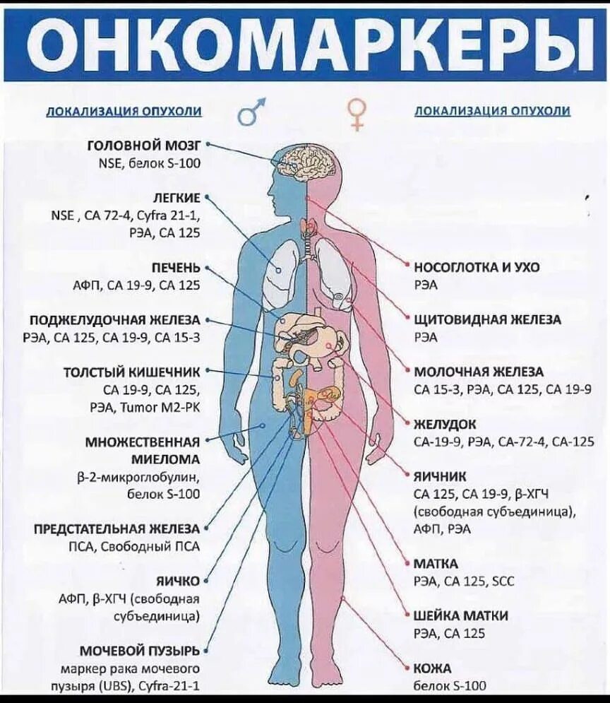 Что показывает онкомаркер крови. Онкомаркеры. Онкомаркеры органов. Аруко маркер. Анализ на онкомаркеры.