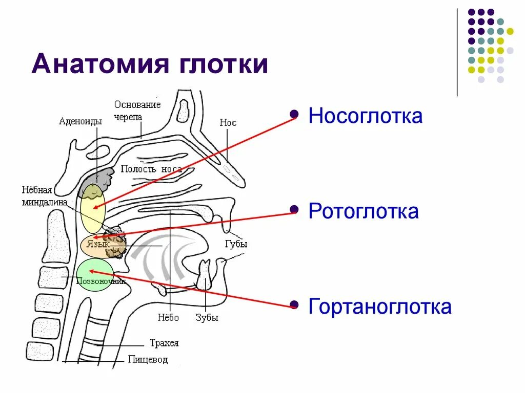 Отделы глотки носоглотка ротоглотка гортаноглотка. Глотка отделы строение функции. Анатомия ротоглотки схема. Части глотки анатомия. Глотка схема