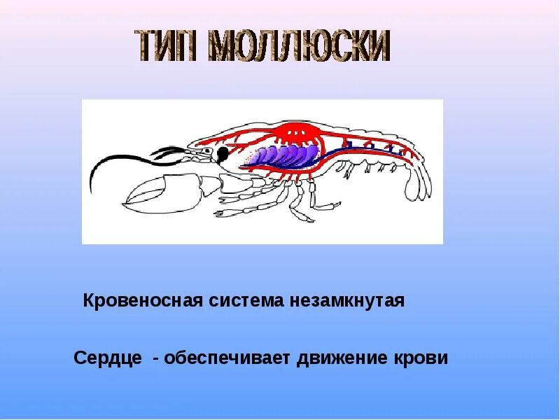 Кровеносная система кровь биология 7. Кровеносная система кровь 7 класс биология. Типы кровеносных систем у животных. Кровеносносная система.