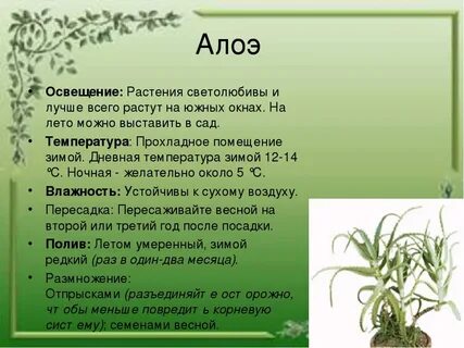Растение 6