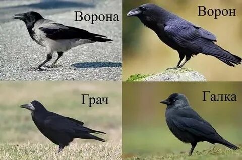 Время жизни вороны