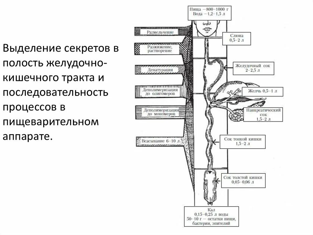 Всасывание веществ в различных отделах пищеварительной системы.. Всасывание пищевых веществ в различных отделах ЖКТ.. Схема движения веществ по пищеварительной системе. Процессы в желудочно-кишечном тракте.