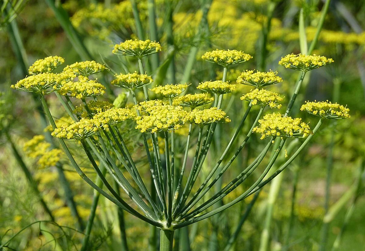 Fenchel Although fennel is very similar to dill, these cultures should not be co