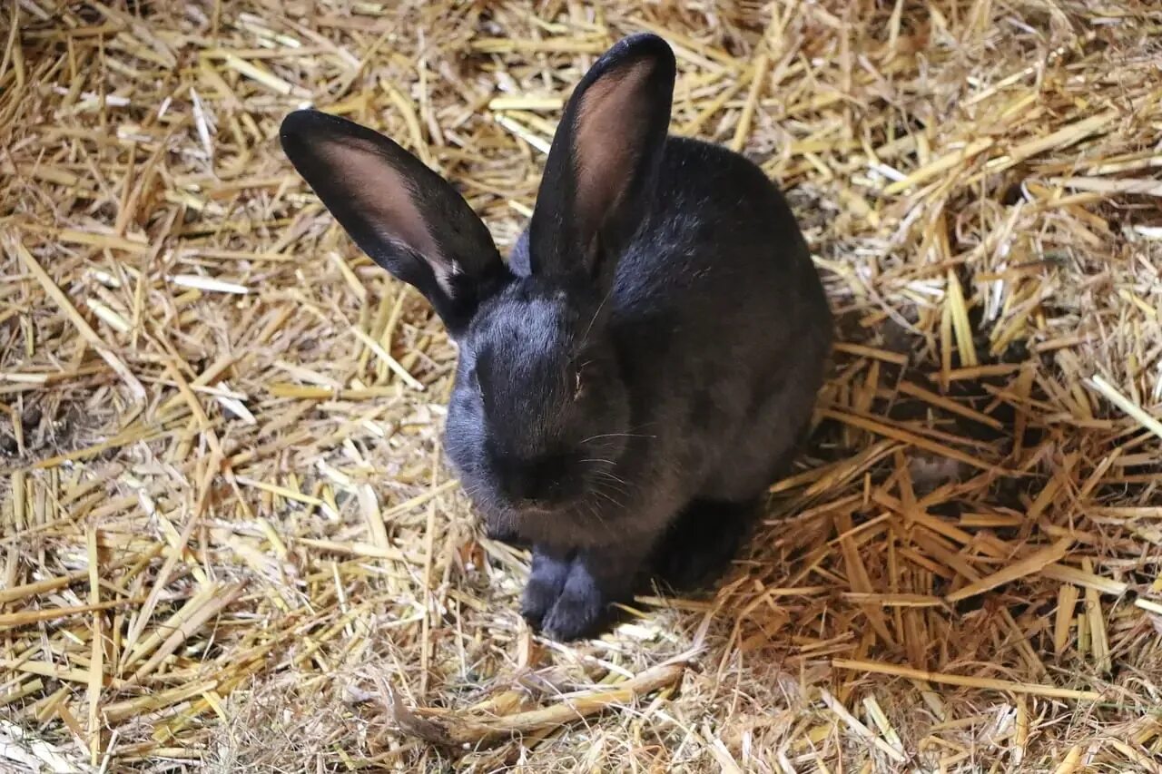 Волжский кролик. Водяной кролик 2023. Новозеландский кролик черный. Черный кролик. Черный крольчонок.