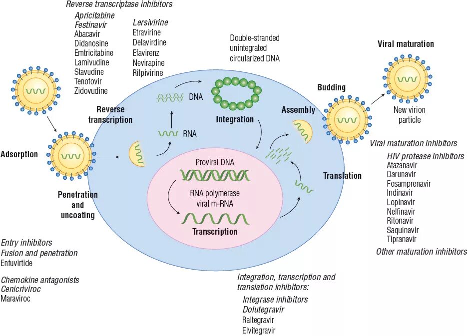 HIV Life Cycle. Viral Life Cycle. The Life Cycle of HIV 1. Fusion inhibitors. Human immunodeficiency