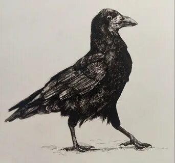Грачи рисунок для детей карандашом
