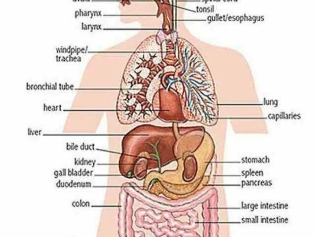 Internal organs. Органи на английском языке. Внутренние органы на английском. Внутренние органы человека на английском языке. Внутренние органы человека на турецком.