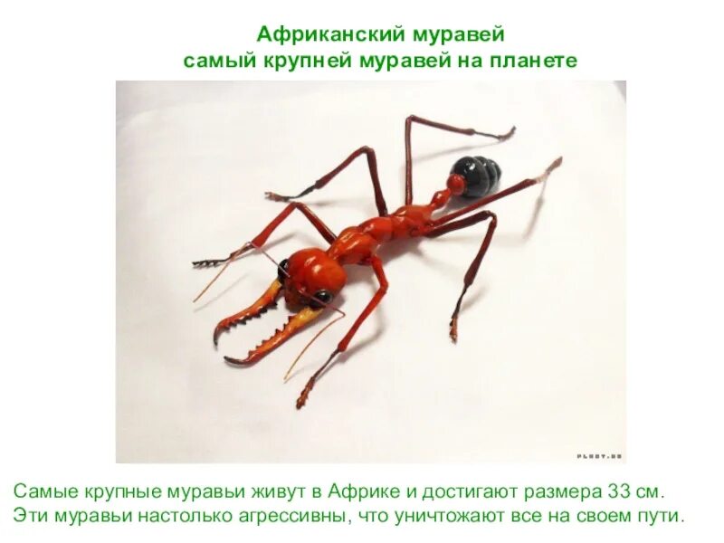 Название армейского муравья. Крупные муравьи. Муравьи в Африке. Самые большие муравьи в Африке. Самый муравей.