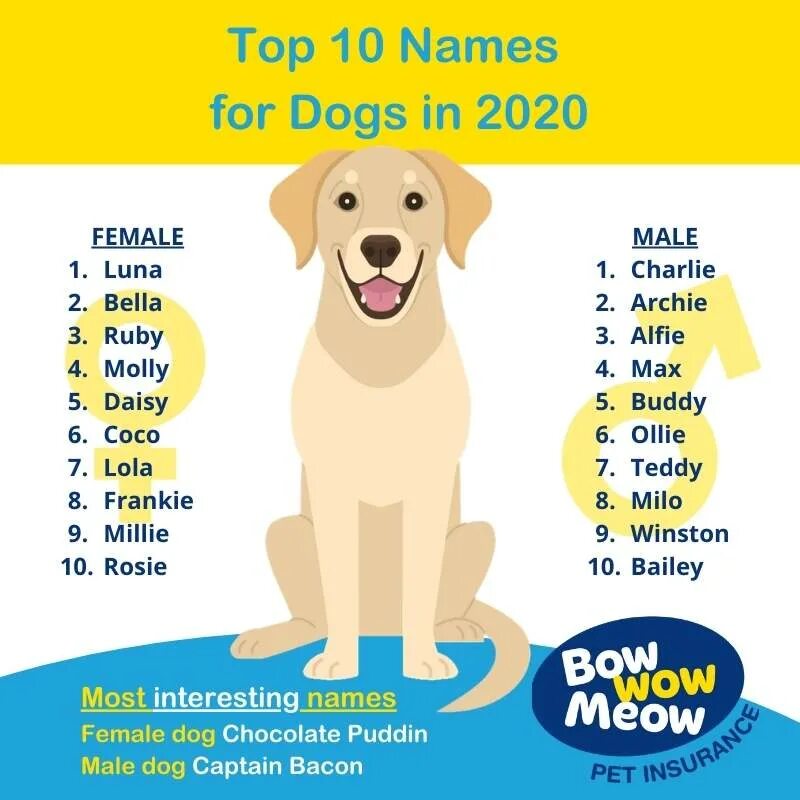 Имена для собак. Собачьи имена для мальчиков. Красивые имена для собак мальчиков. Имя для щенка мальчика. Dogs s names are