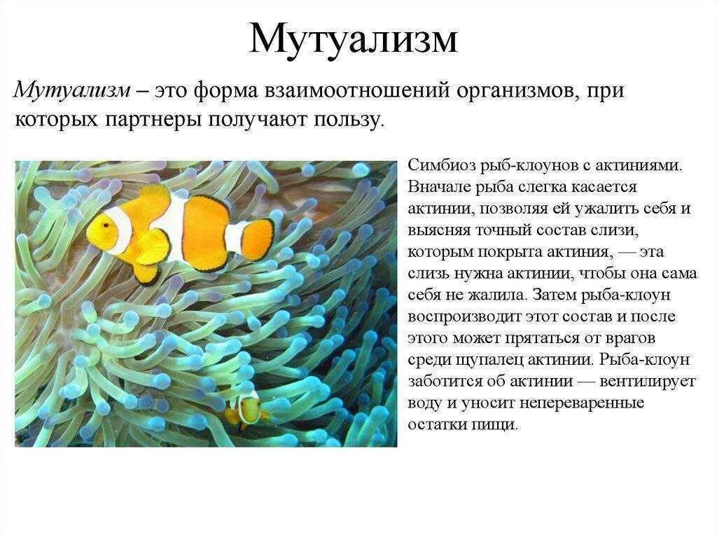 Формы симбиотических отношений. Рыба клоун и актиния симбиоз. Симбиоз рыбок клоунов и актинии. Рыба-клоун и актиния Тип взаимоотношений. Мутуализм характер взаимодействия.